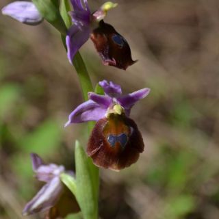 Ssp lucis-Marmaris-Muğla