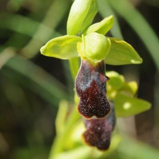 ssp leucadica