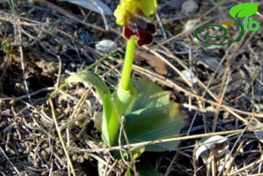 Ophrys fusca (4)