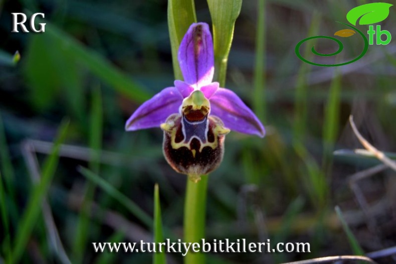 Ssp calypsus-Datça-Muğla