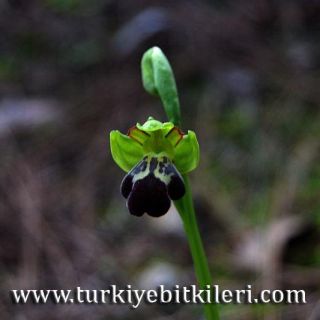 subsp.sitiaca-Datça-Muğla
