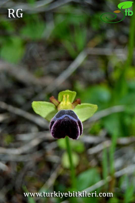 subsp. omegaifera-Datça-Muğla