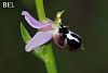subsp. straussii