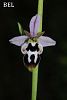 subsp. straussii