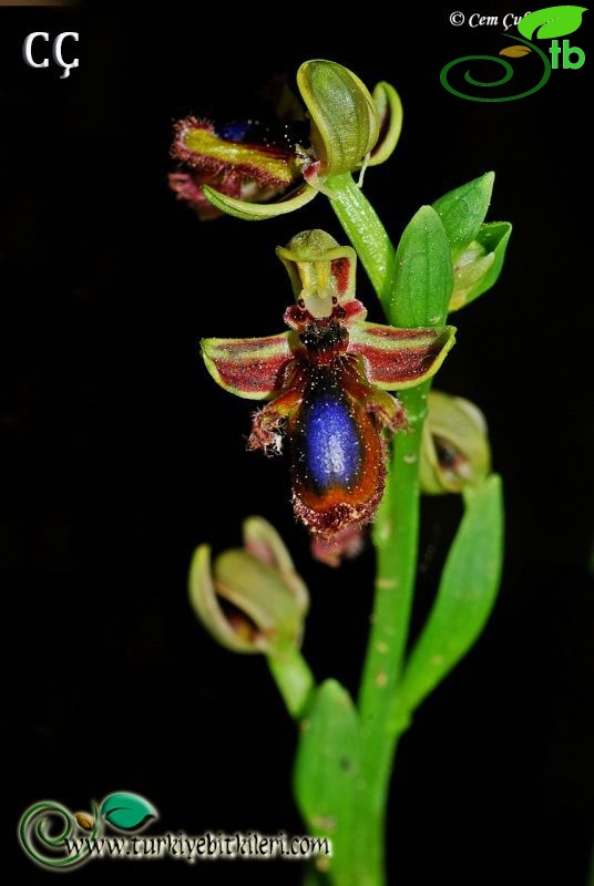 Ophrys speculum&Ophrys regis-ferdinandii