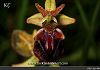 Ssp herae