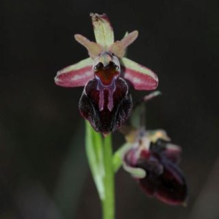 ssp herae