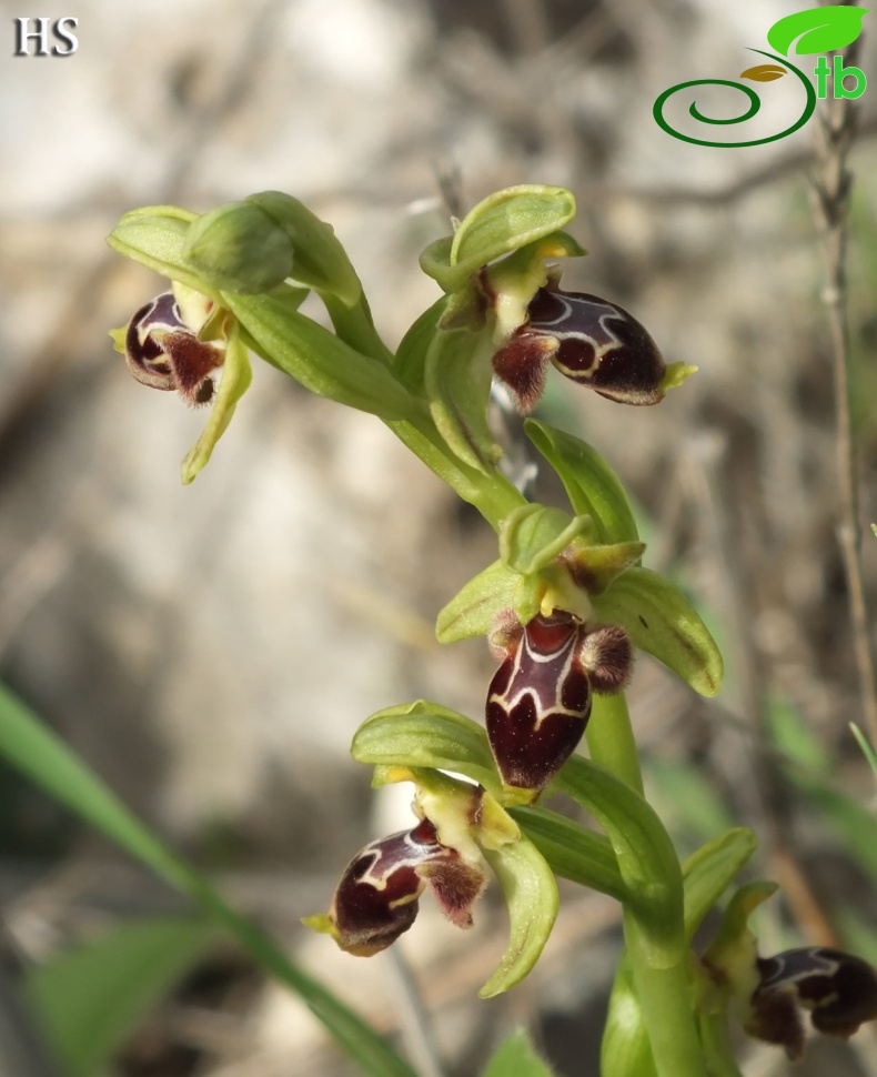 subsp.calycadniensis- Silifke