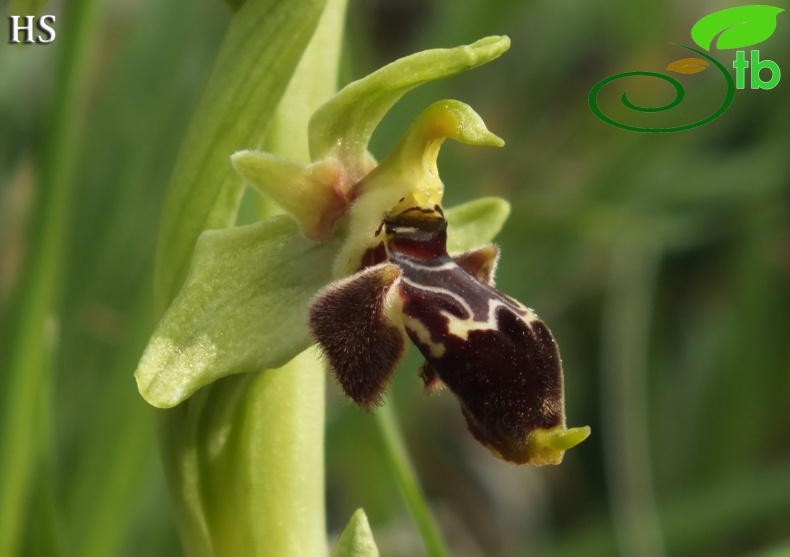 subsp.calycadniensis- Silifke