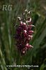 Ssp fragrans-Silifke-Mersin