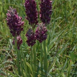 Ssp fragrans-Silifke-Mersin