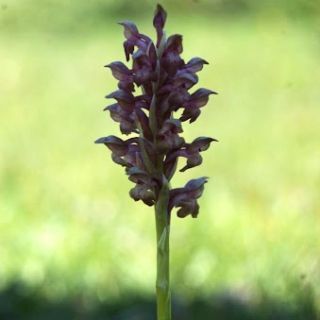 Ssp coriophora-Ankara
