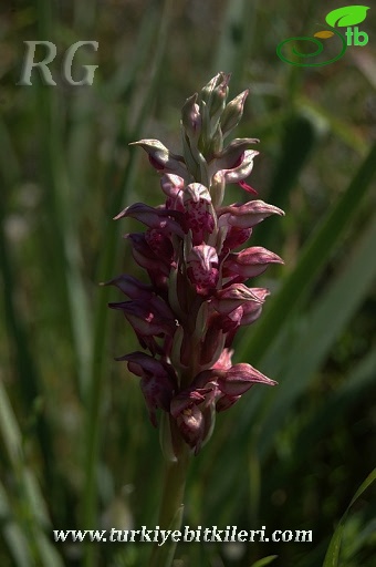 Ssp fragrans-Silifke-Mersin