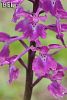 subsp. mascula
