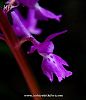 subsp. pinetorum