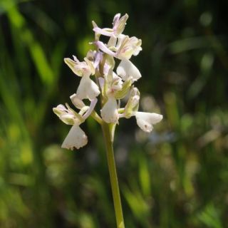 subsp. syriaca