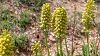 Kemaliye
