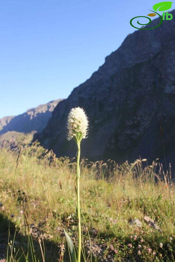 Tunceli