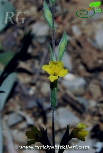 Aladağlar-Niğde