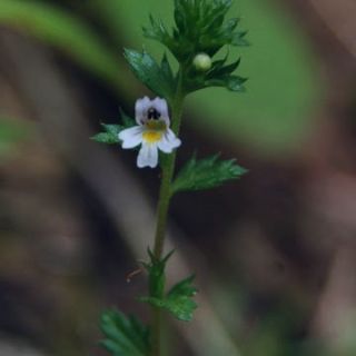 Ilgaz dağları-Kastamonu
