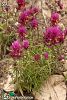 var. elatius-Trabzon