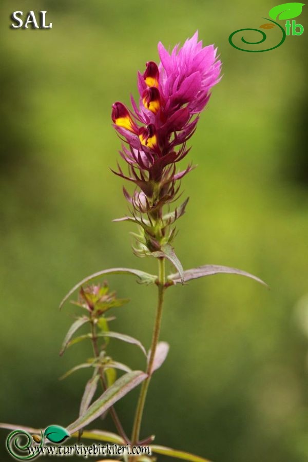 var. elatius-Trabzon