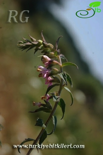 Yeniçağa-Bolu