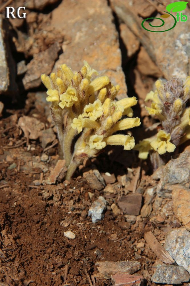 Sandras dağı-Köyceğiz