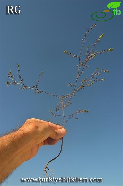 Samandağı-Hatay