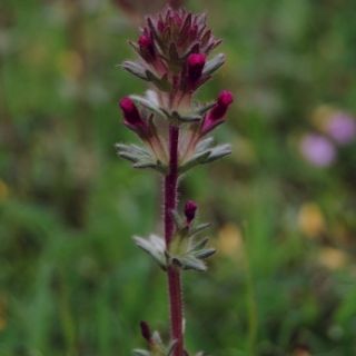 ssp latifolia-Sivas