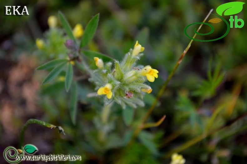 subsp. flaviflora-Hatay