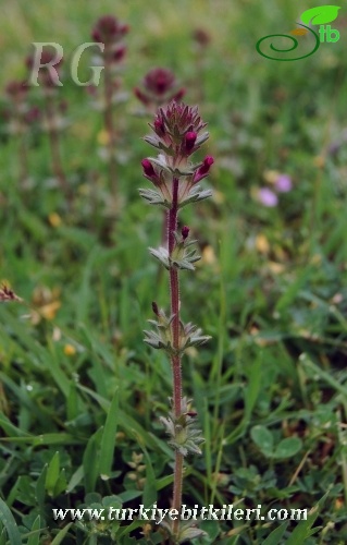 ssp latifolia-Sivas