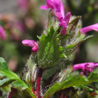 Gündoğmuş-Antalya