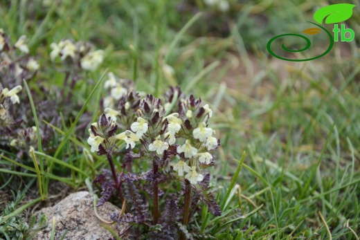 Hakkari