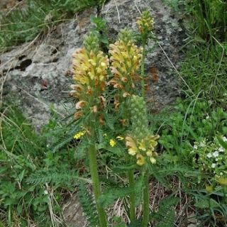 var sibthorpii-Posof-Ardahan