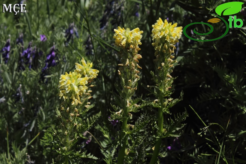 var. acmodonta- Hakkari