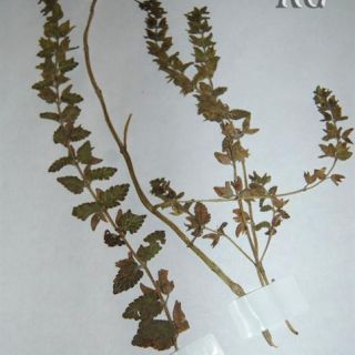 Bolu