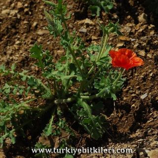 subsp.corniculatum-İzmir