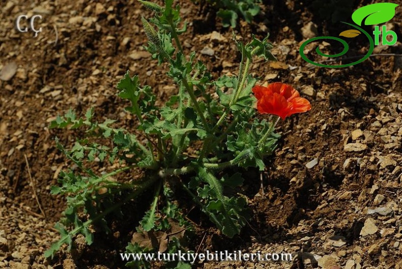 subsp.corniculatum-İzmir