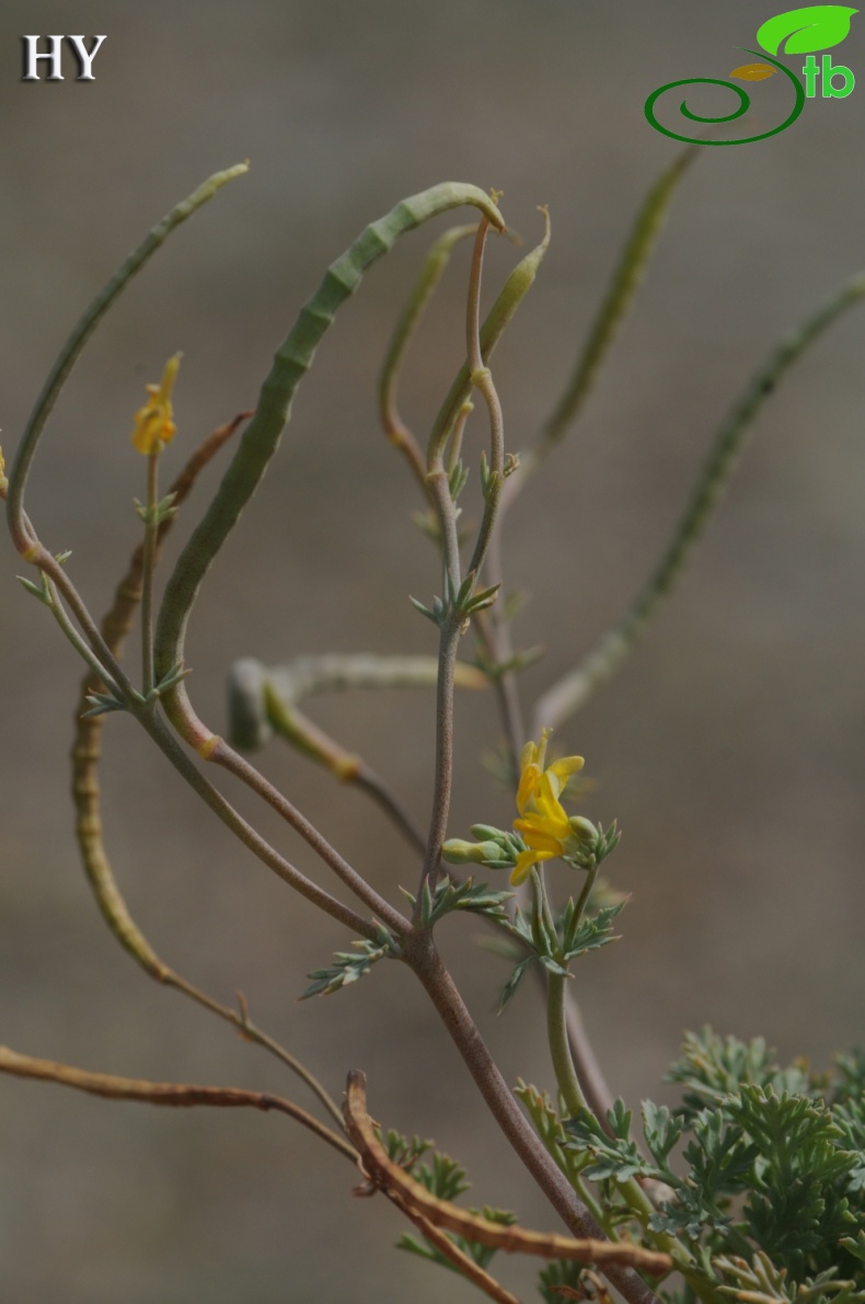 subsp. atropunctatum- İzmir