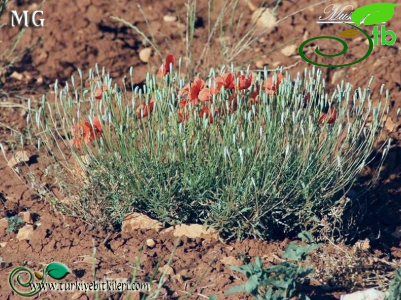 Mardin