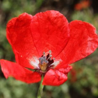 ssp argemone-Fethiye-Korkuteli