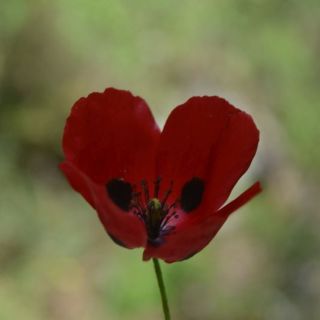 Marmaris-Muğla