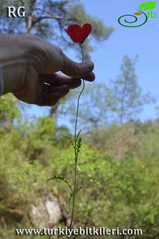 Marmaris-Muğla