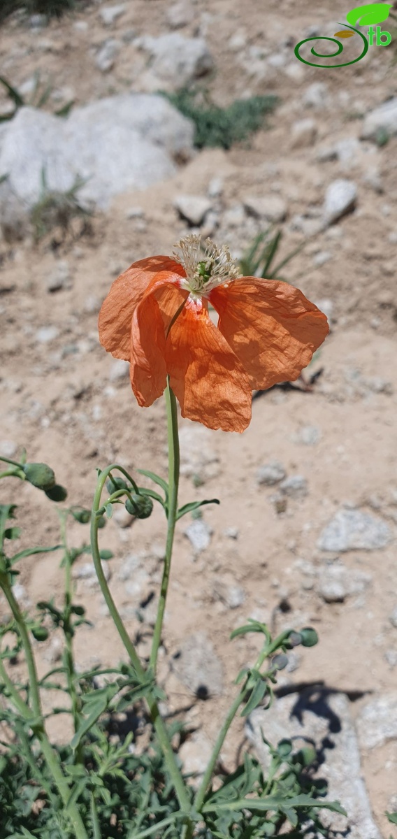 Hakkari 