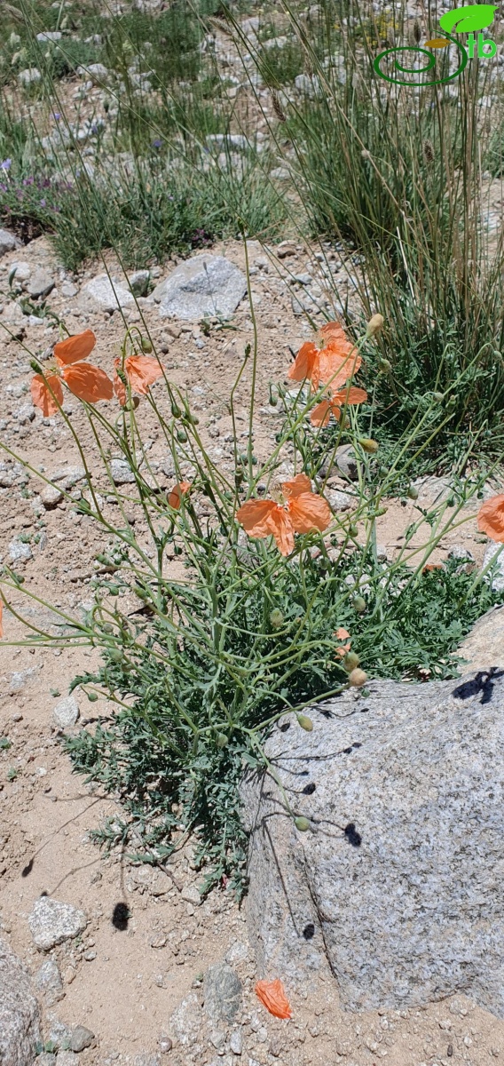 Hakkari 