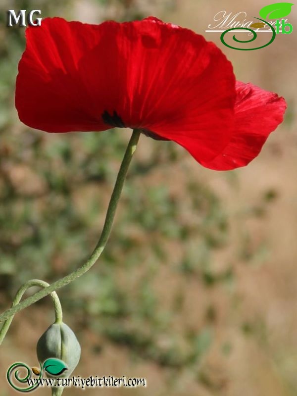 Mardin