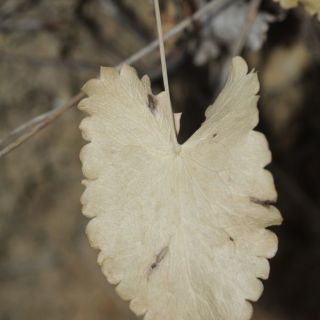 Fethiye-Muğla