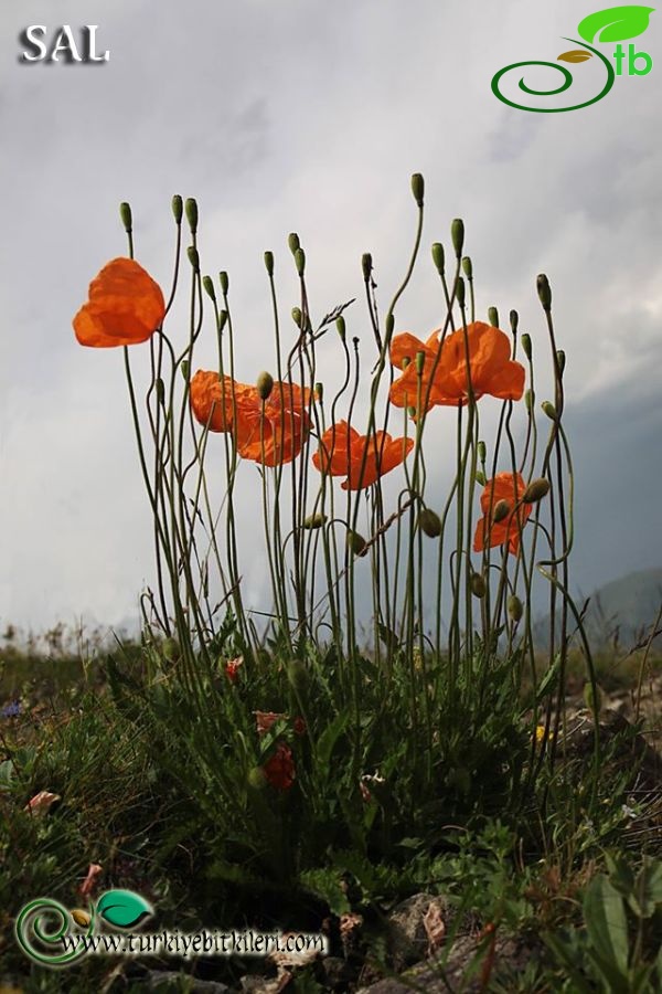 Trabzon