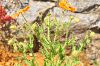 Subsp. persicum-Mersin